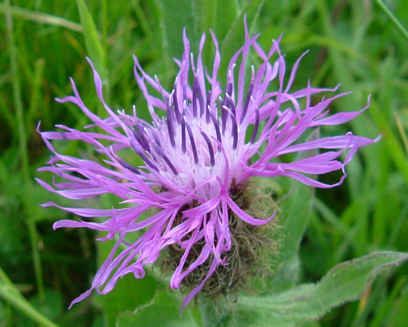 Centaurea: 4 specie